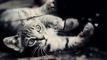 Dogs and cats 海報