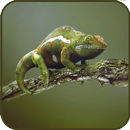 Lizard Wallpaper APK