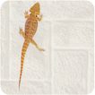 Lizard Live Wallpaper