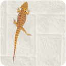 Lizard Live Wallpaper APK