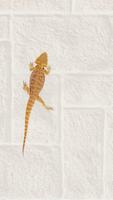 Lizard Live Wallpaper 海报
