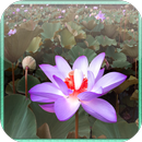 Lotus Jigsaw Puzzle APK