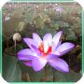 Lotus Jigsaw Puzzle