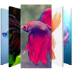 Betta Fish 🐠 Lock Screen APK