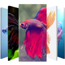 APK Betta Fish 🐠 Lock Screen