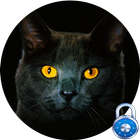 Black Cat Free Lock Screen Pro 图标