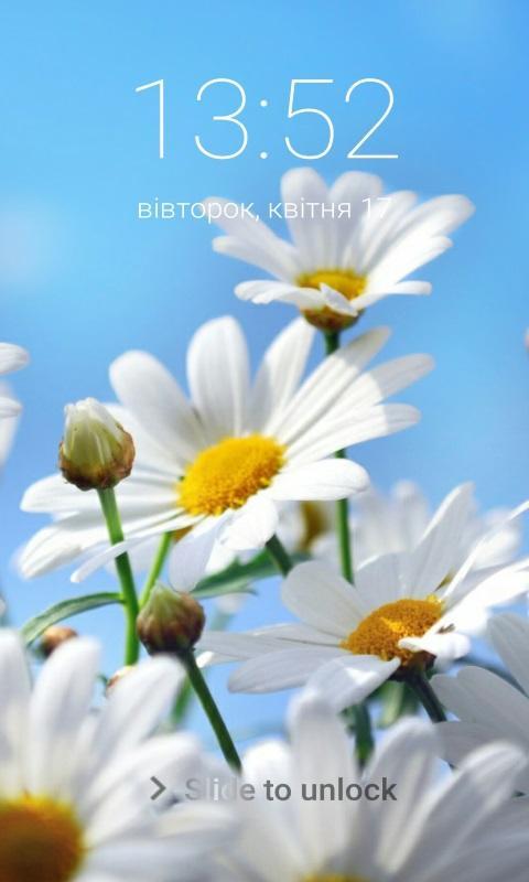Download 2000 Wallpaper Bunga Daisy HD Terbaik Download 2000 Wallpaper Bunga Daisy HD Terbaik