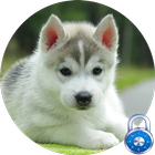 Siberian Husky Lock Screen icône