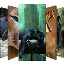 Puma 🐾 Lock Screen Password APK