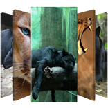 プーマロック画面のパスワード