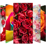 Roses Lock Screen