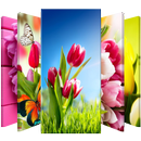 Écran de verrouillage de tulipes de fleurs APK
