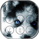 Husky sibérien Screen Lock APK