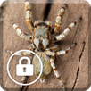 Spider Poisonous Screen Lock APK