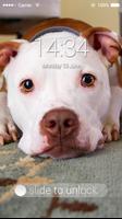 Fancy Screen Lock Dog Face Affiche