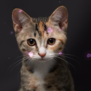 Love Cat APK