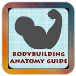 Bodybuilding Anatomy Guide