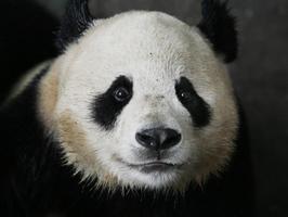 Panda Cute Anime Screensaver capture d'écran 3
