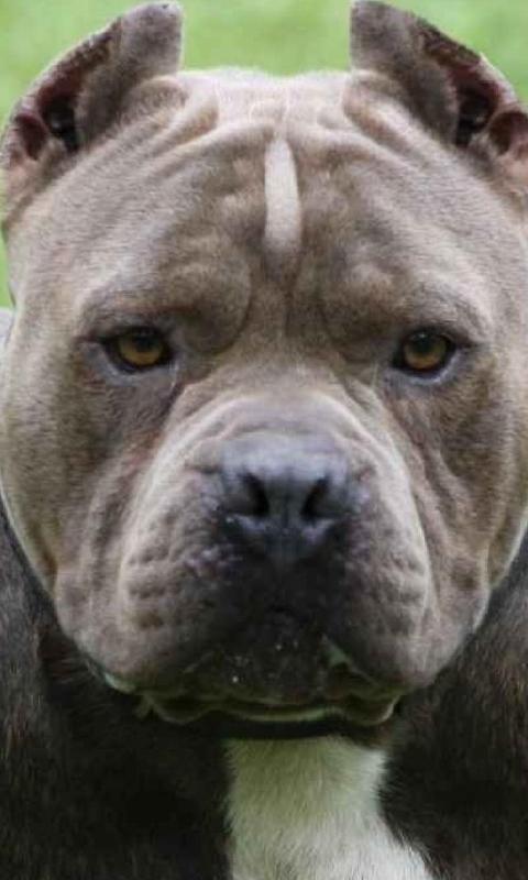 Pitbull Dogs New Wallpapers For Android Apk Download