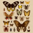 Schrödinger's Butterflies icône