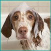 Wash Dogs Game APK