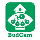 APK BudCam mobile