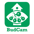 BudCam mobile icône
