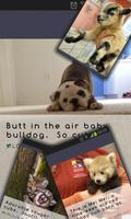 پوستر Cute Addict - Animal pictures