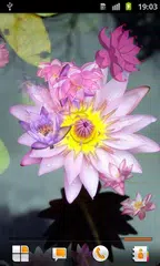 download Lotus Live Wallpaper APK