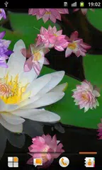 download Lotus Live Wallpaper APK