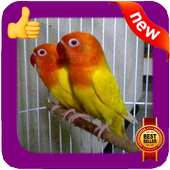 Love Bird Photo Frames icon