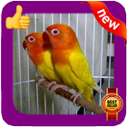 Love Bird Photo Frames ikon
