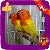 Love Bird Photo Frames simgesi