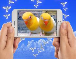 Love Bird Photo Frames पोस्टर