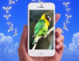 برنامه‌نما Love Bird Photo Frames عکس از صفحه