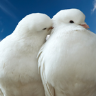 love birds wallpapers آئیکن