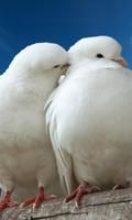 پوستر love birds wallpapers