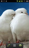 love birds wallpapers اسکرین شاٹ 1