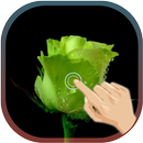 Love Rose Wave livewallpaper APK