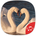 Love Wallpapers