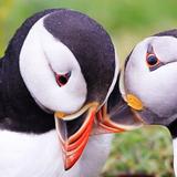 Atlantic Puffin Wallpapers HD icône