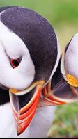 Poster Atlantic Puffin Wallpapers HD