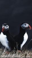 Atlantic Puffin Wallpapers HD imagem de tela 1