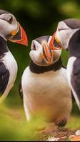 Atlantic Puffin Wallpapers HD スクリーンショット 2