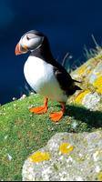 Atlantic Puffin Wallpapers HD スクリーンショット 3