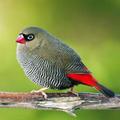 Birds Wallpapers HD