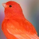 Canary Bird Wallpapers HD APK