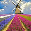 ”Holland Wallpapers HD
