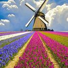 Holland Wallpapers HD icône