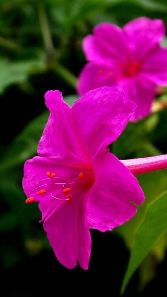 Tải xuống APK Jasmine Flowers Wallpapers HD cho Android Tải xuống APK Jasmine Flowers Wallpapers HD cho Android